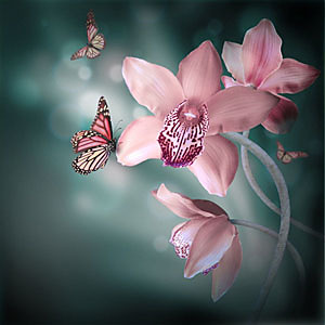Fototapeta Kvet a motýľ 4677